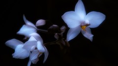 Nature Orchids soft light artwork