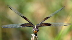 Nature outdoors dragonfly bugs