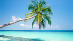 Nature palm trees Landscapes