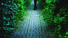 Nature paths legs cobblestones hedges