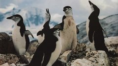 Nature Penguins Chinstrap Penguins