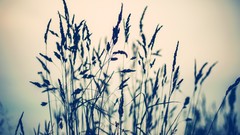 Nature photo filters