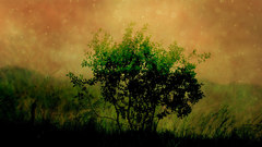 Nature Photo manipulation