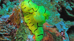 Nature photography underwater Sea