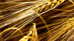 Nature Plants barley Poaceae Hordeum vulgare