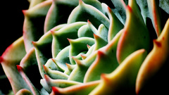 Nature Plants cactus