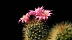 Nature Plants cactus cactus