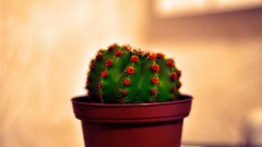 Nature Plants cactus Photo manipulation potted plant