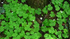 Nature Plants clover