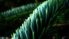 Nature Plants fir