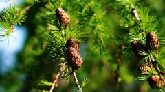 Nature Plants fir cone