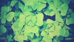 Nature Plants instagram