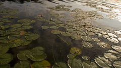 Nature Plants lily pads