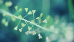 Nature Plants macro flora