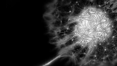 nature Plants macro monochrome Flowers dandelion