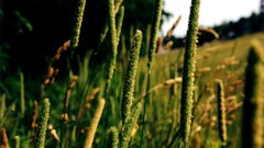 Nature Plants Phleum pratense Poaceae