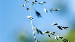 Nature Plants Poaceae