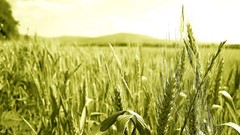 Nature Plants Secale cereale