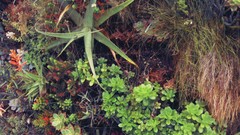 Nature Plants succulents