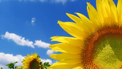 Nature Plants Sunflowers
