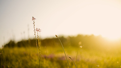 Nature Plants sunlight macro