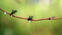 nature Plants twigs water drops macro
