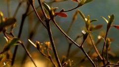 Nature Poland HDR Photography Wrocław