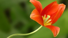 Nature pollen orange flowers