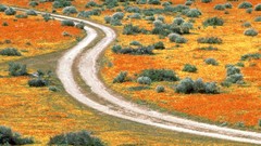 Nature Poppies California antelope valleys