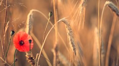 Nature Poppies spikelets