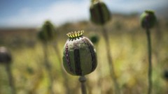 Nature poppy Poppies buds opium