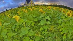 Nature Prince Edward Island