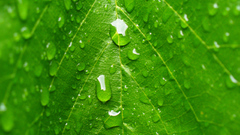 Nature rain fallen The after has