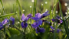 Nature rain Flowers grass