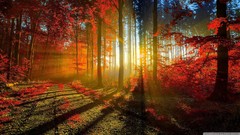 Nature red roads sunlight forests red leaf autunm