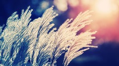 Nature reeds bokeh sunlight depth of field photo filters