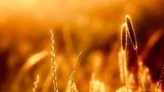 Nature reeds golden sunlight blurred background