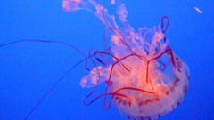 Nature Sea nettle jelly
