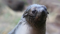 Nature Seals Animals