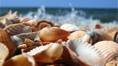 Nature seashells depth of