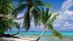 Nature Seaside palm trees