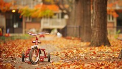 Nature seasons autumn yard