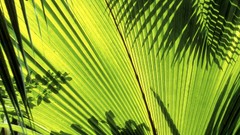 Nature Seychelles palm leaves