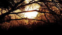 Nature silhouettes sunlight branches
