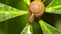 Nature snails molluscs
