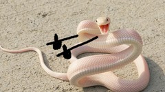 Nature snakes funny troll mamba albino meme joke