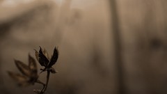 Nature snapshot seedsforspringtwo