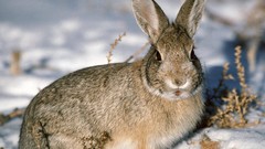 Nature snow Animals Bunnies baby animals Young rabbits