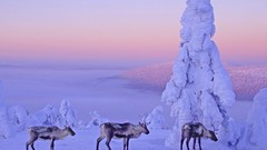 Nature snow Animals Finland reindeer