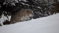 Nature snow Animals hillside